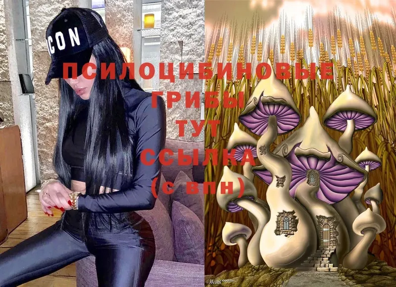 omg зеркало  Верхняя Тура  Галлюциногенные грибы Psilocybine cubensis 